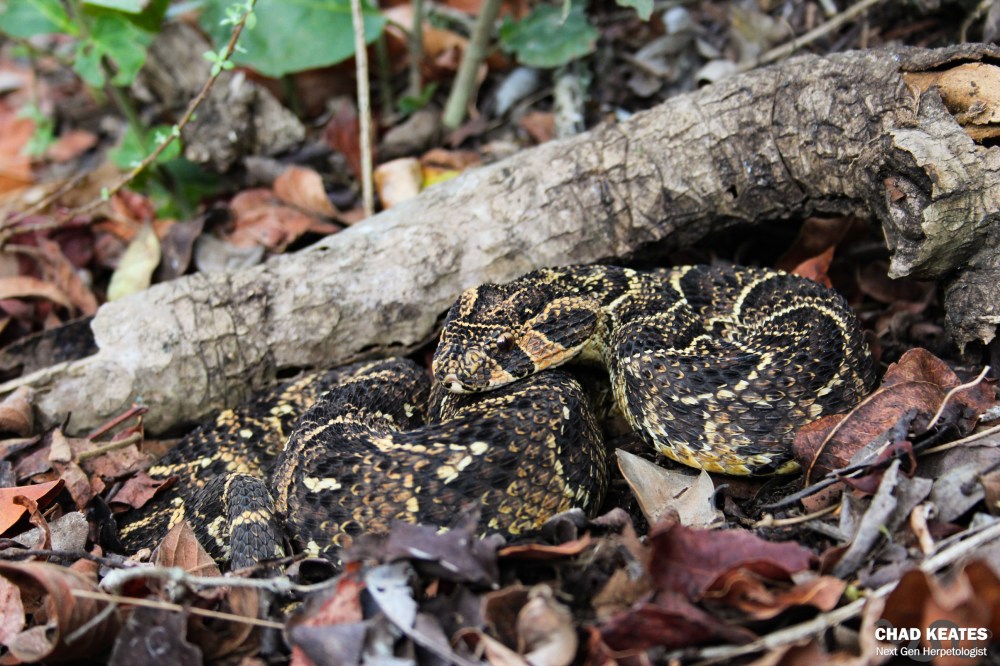Puff Adder - Bitis arietans