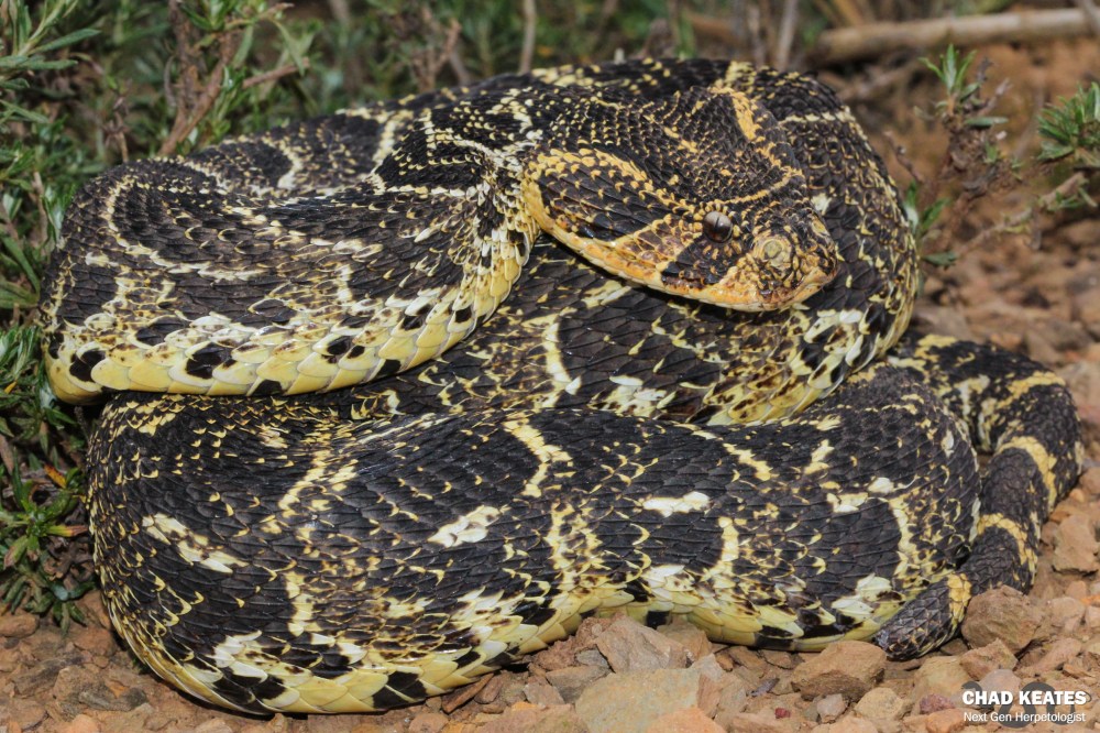 Puff Adder - Bitis arietans