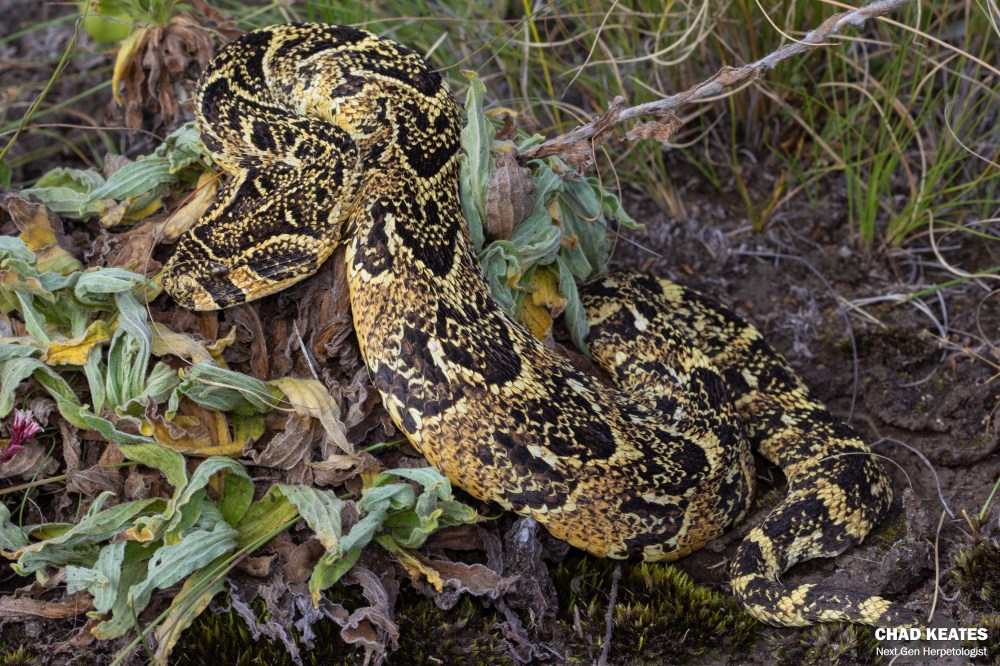 Puff Adder - Bitis arietans