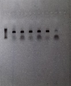 PCR 1