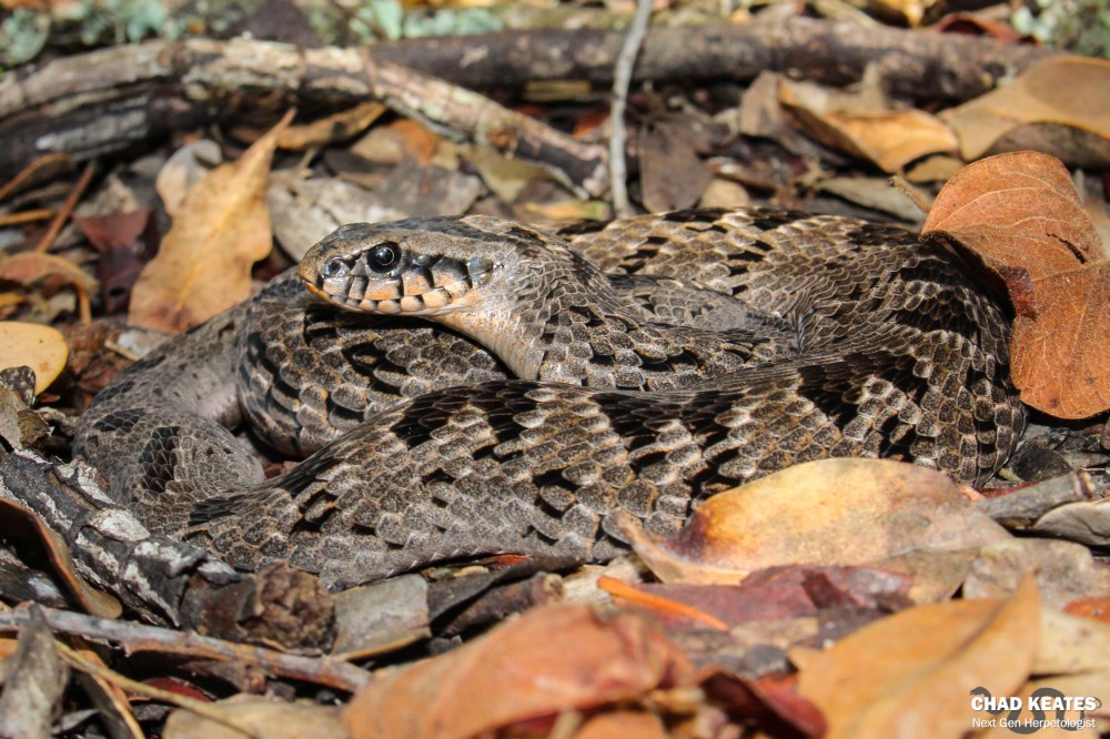 Rhombic Night Adder - Causus rhombeatus