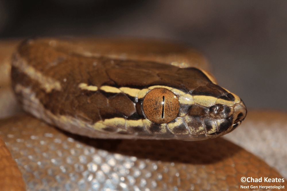 head shot 20 August 2017