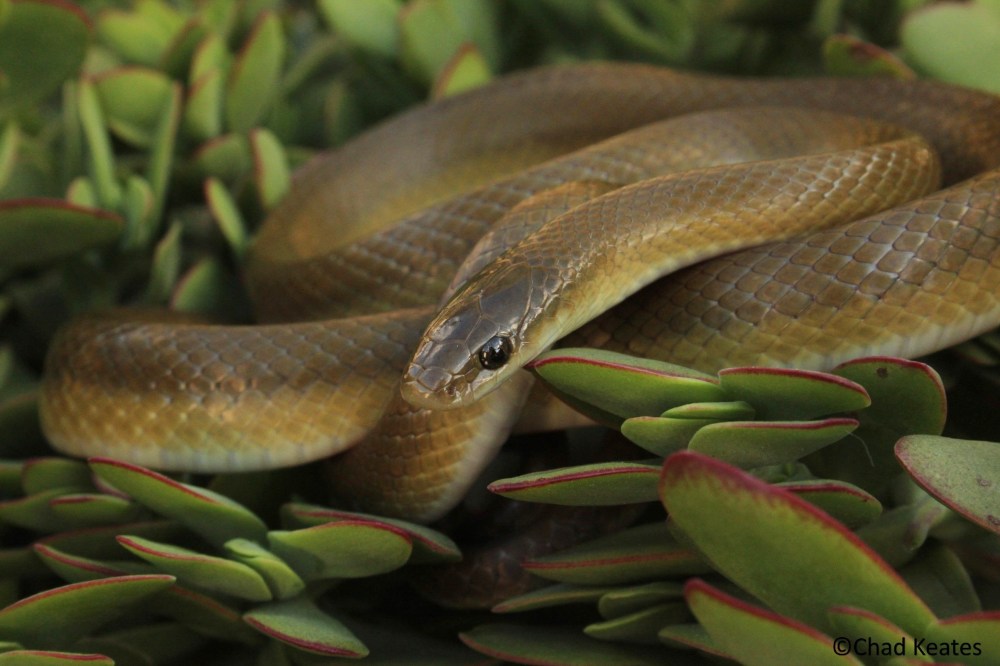 larger-yellow-bellied-house-snake