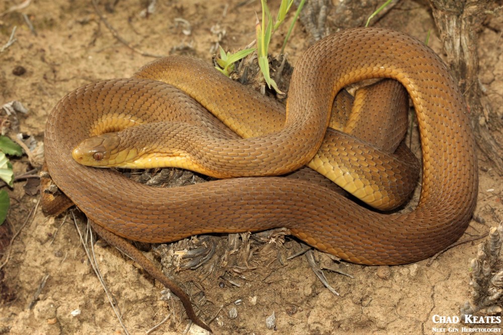  Southern-brown Egg Eater - Dasypeltis inornata