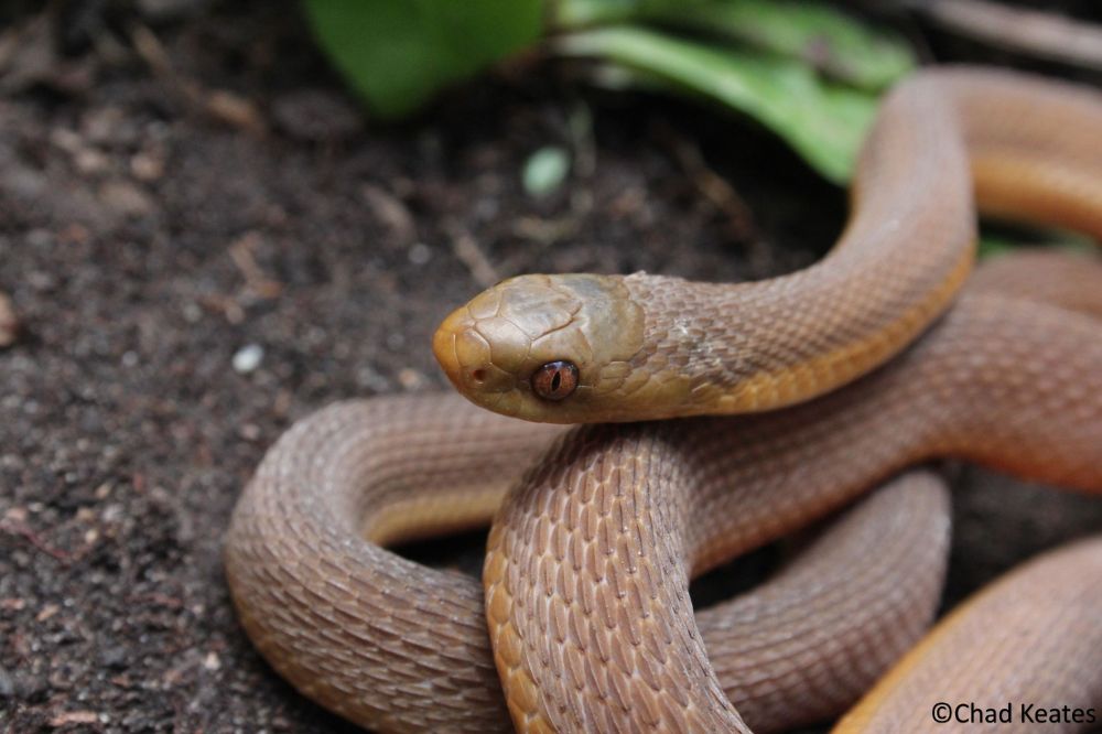  Southern-brown Egg Eater - Dasypeltis inornata