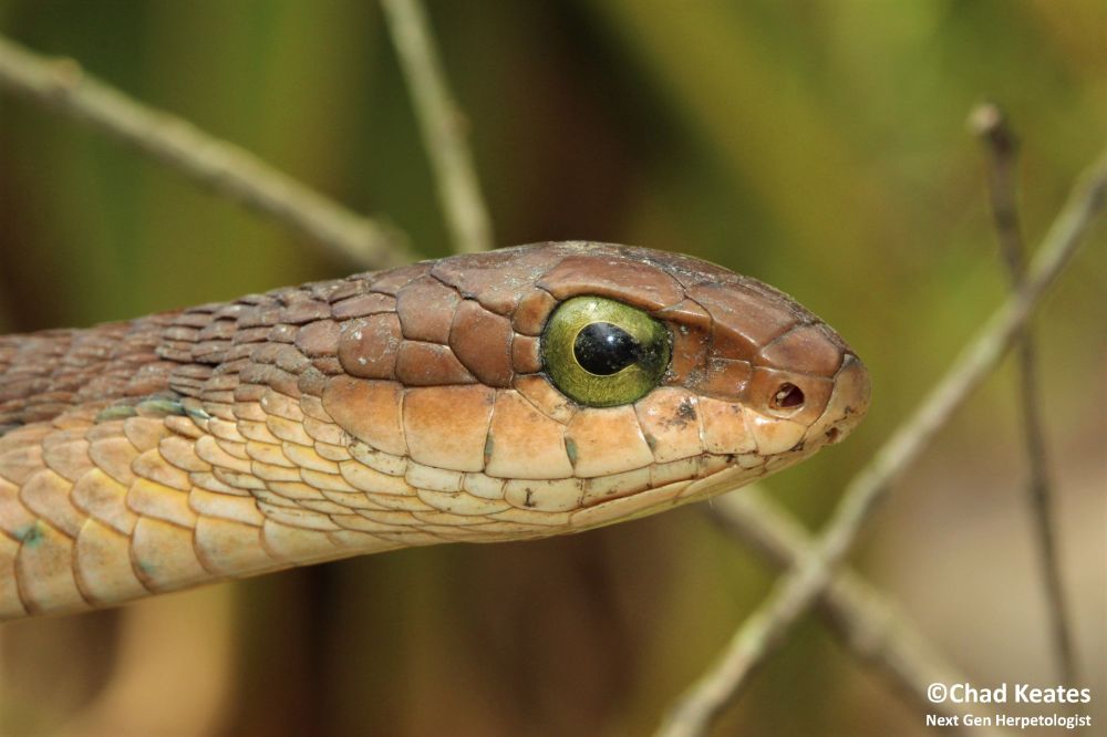 Boomslang - Dispholidus typus typus