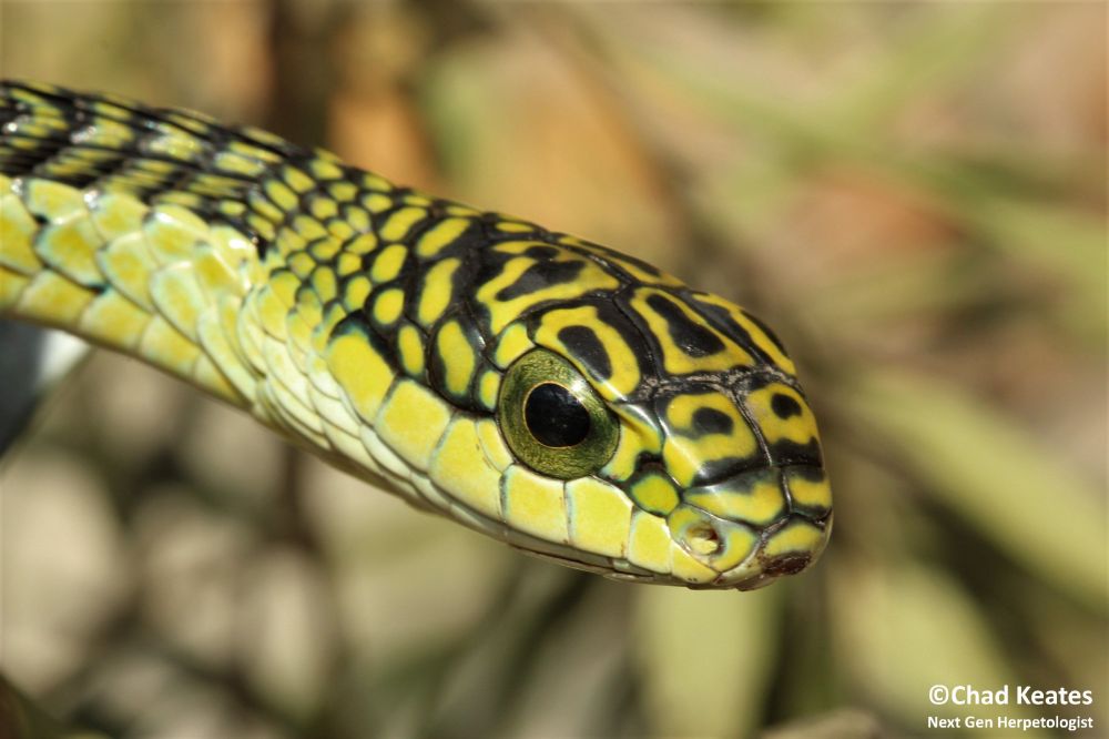 Boomslang - Dispholidus typus typus
