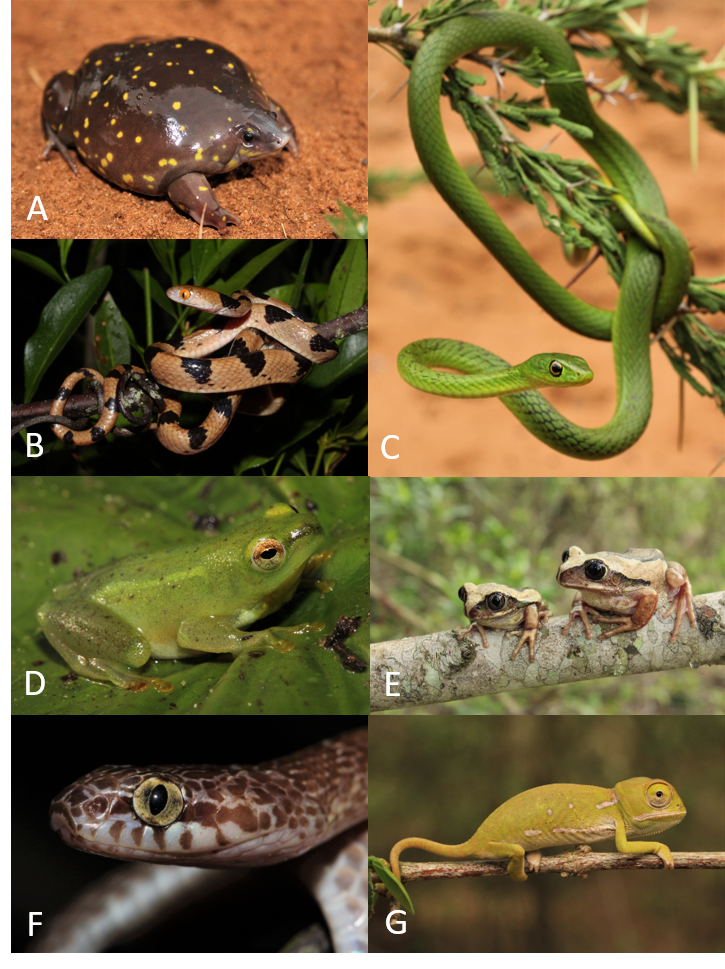 collage of hluhluwe.png