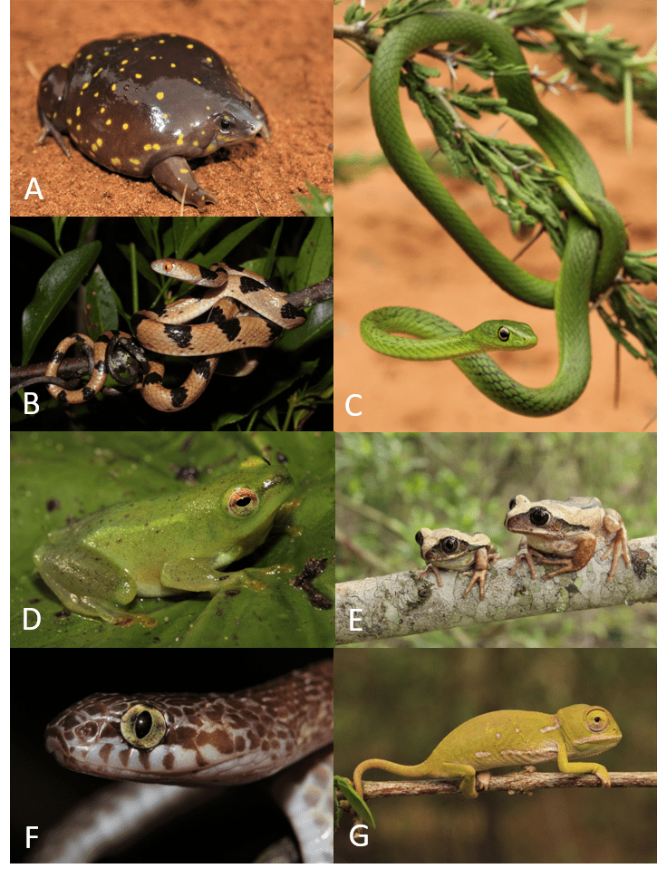 collage of hluhluwe.png