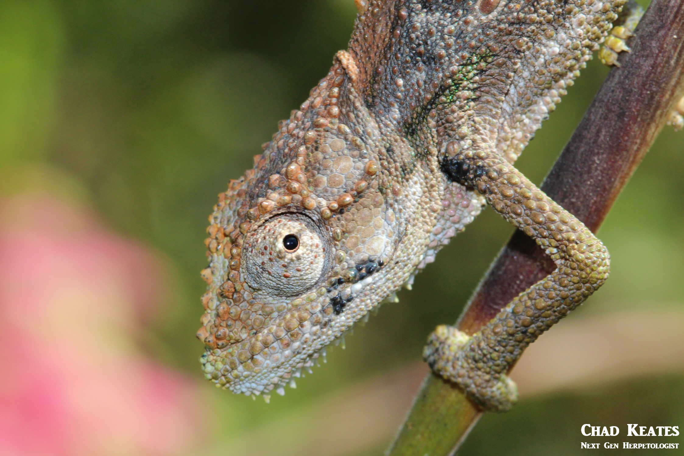 LKDC headshot looking