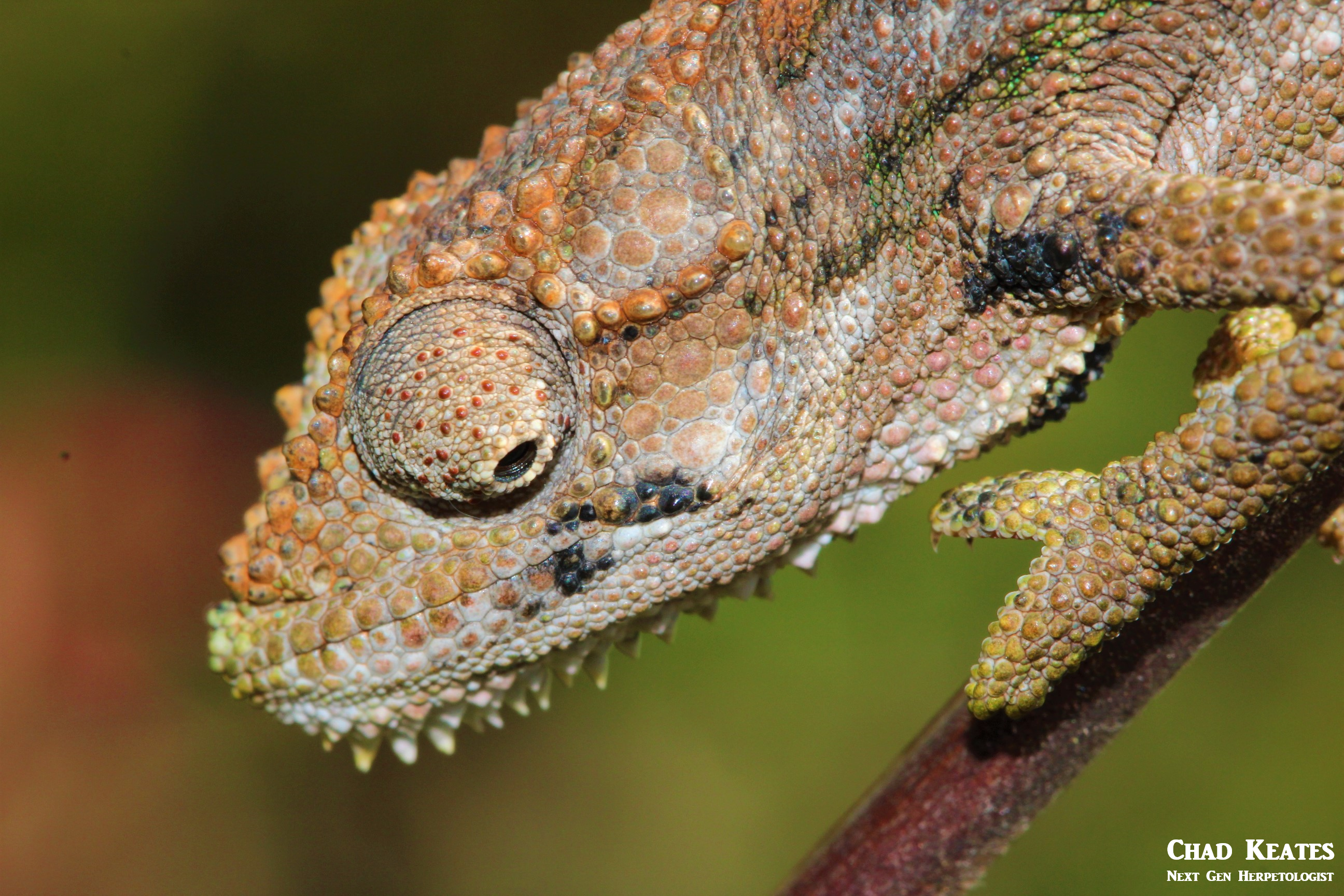 LKDC headshot not looking