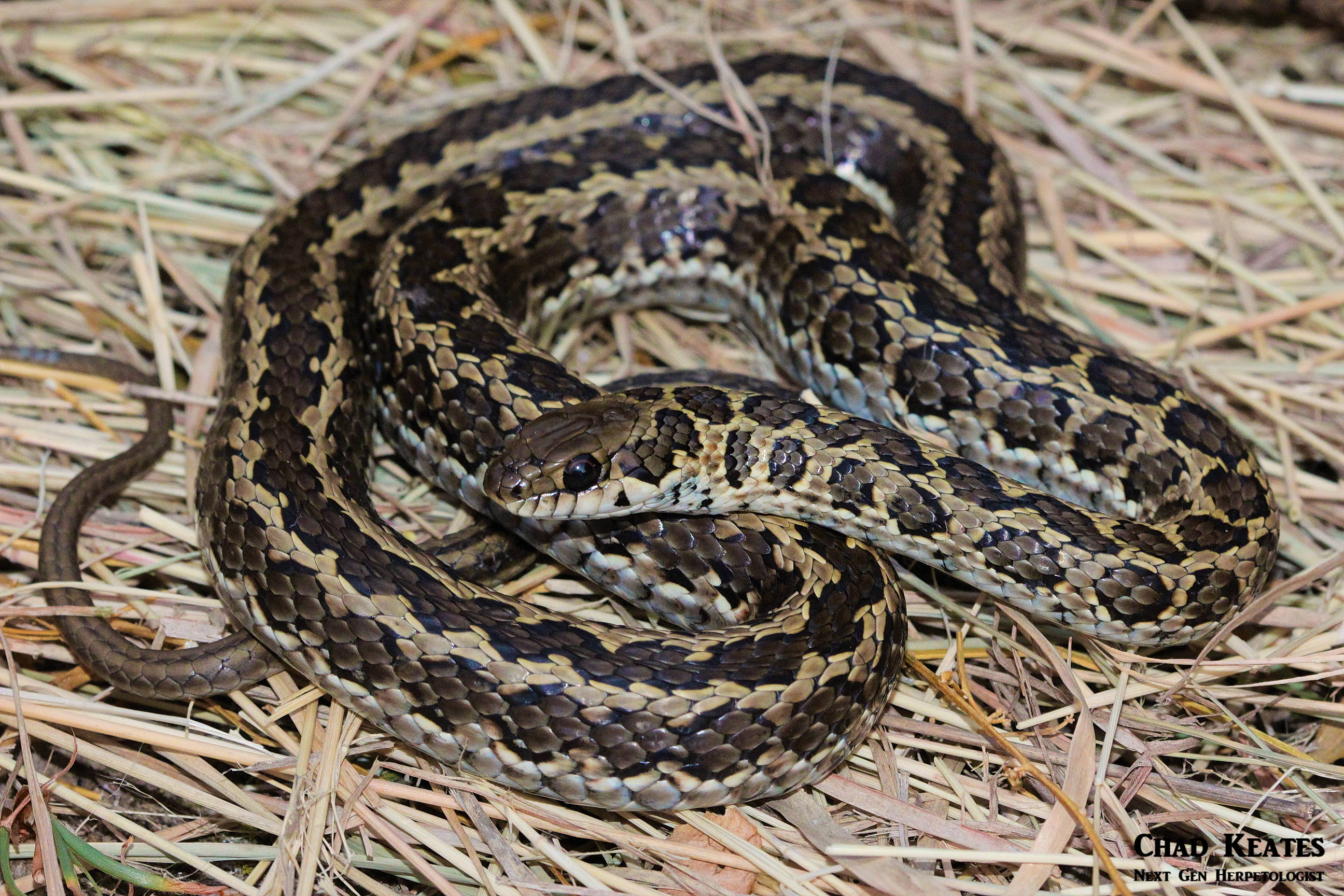 body shot skaapie.png