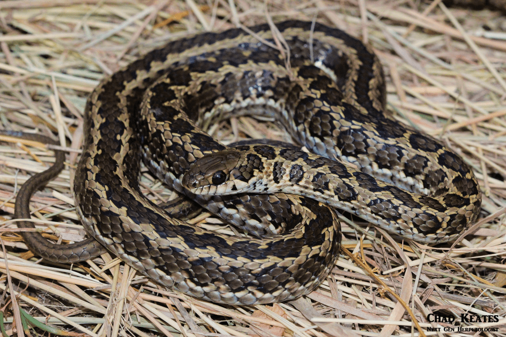 body shot skaapie.png