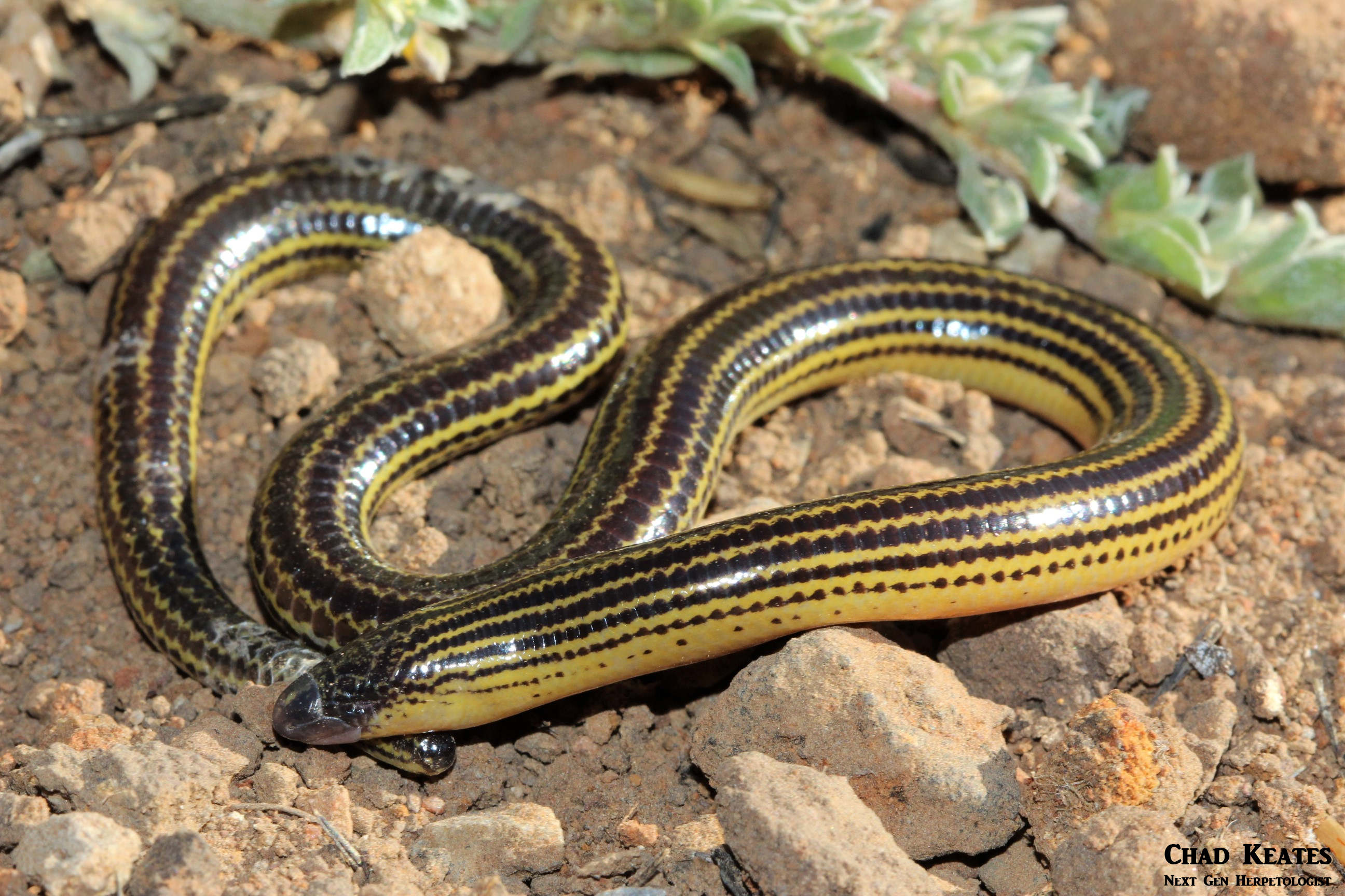 body shot 2 acontias orientalis