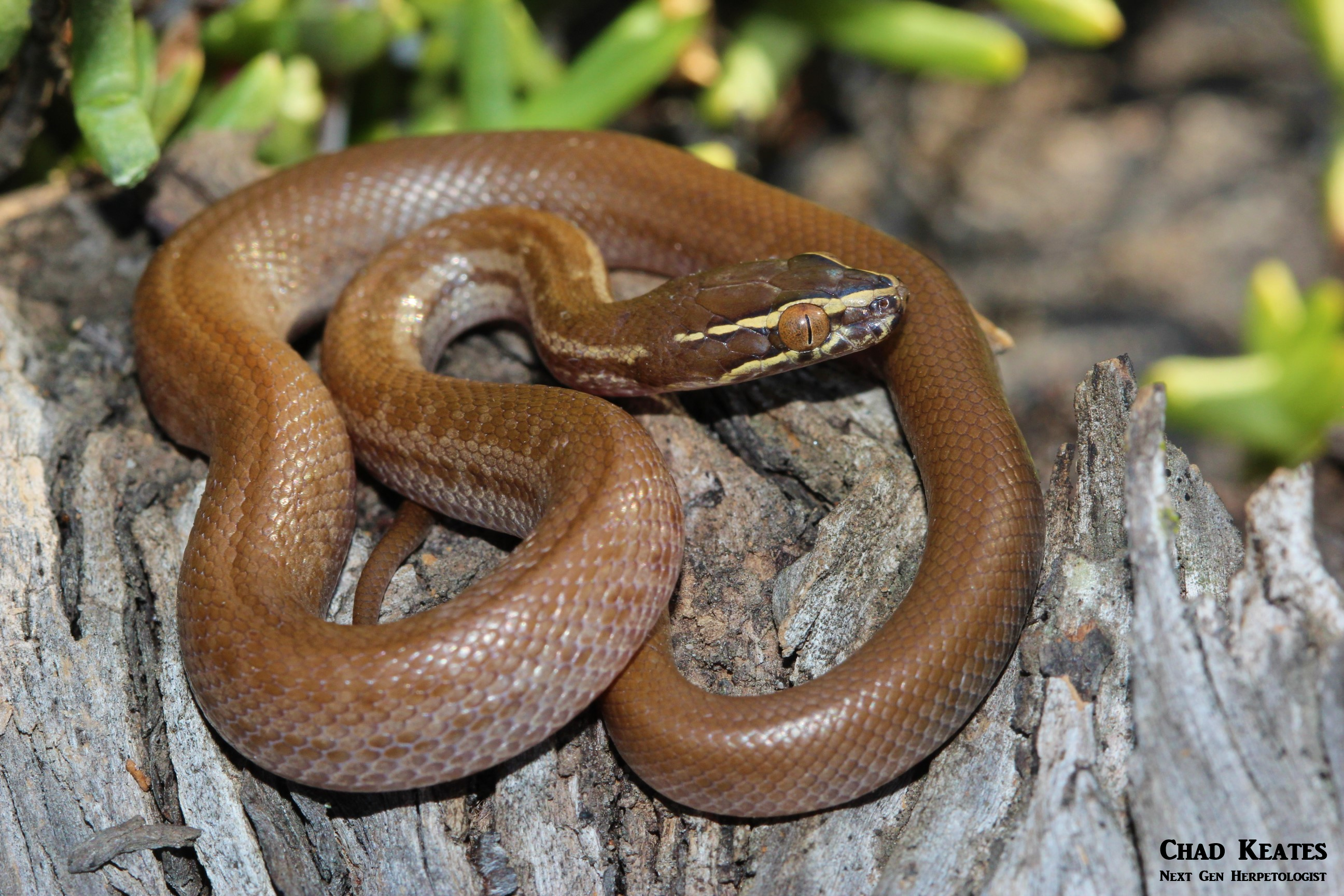 body shot 20 August 2017