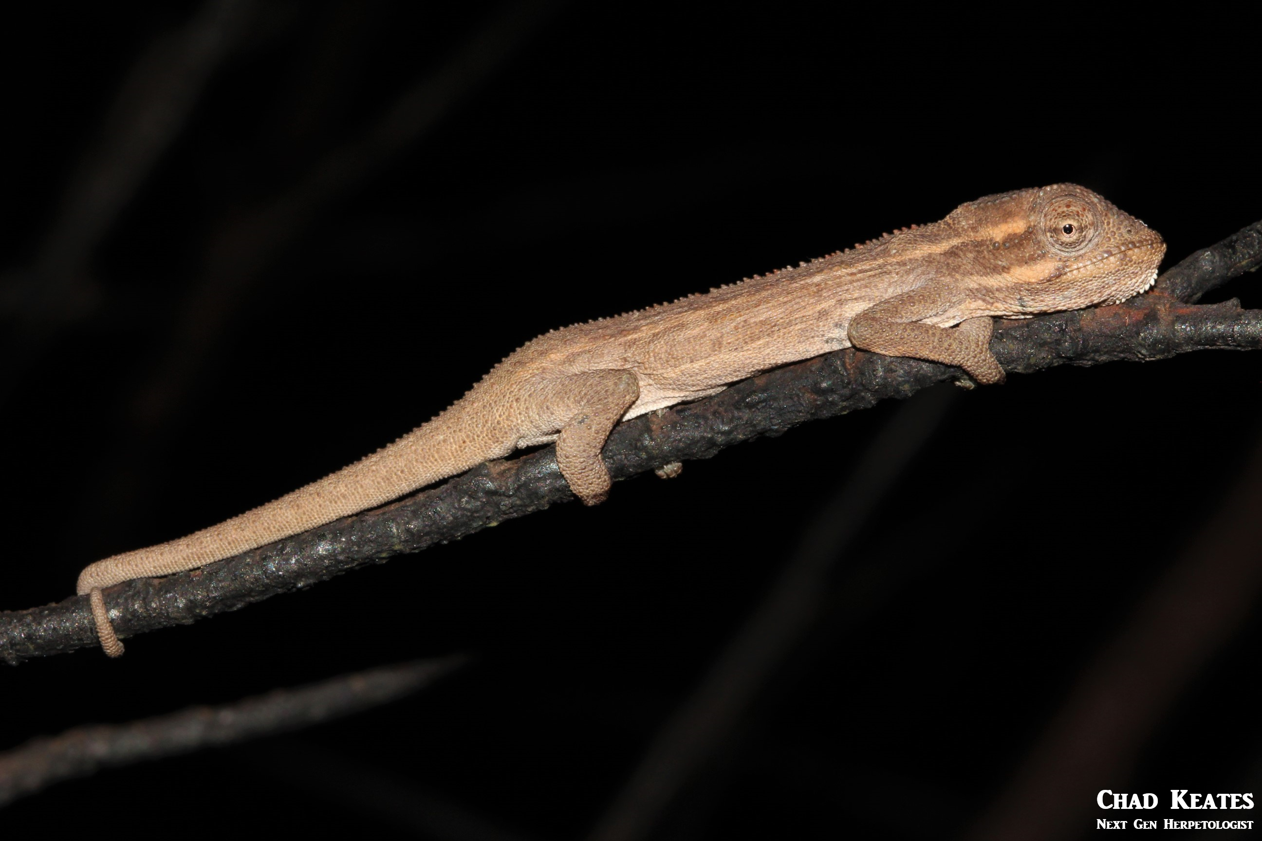 elandsburg dwarf body shot juvenile