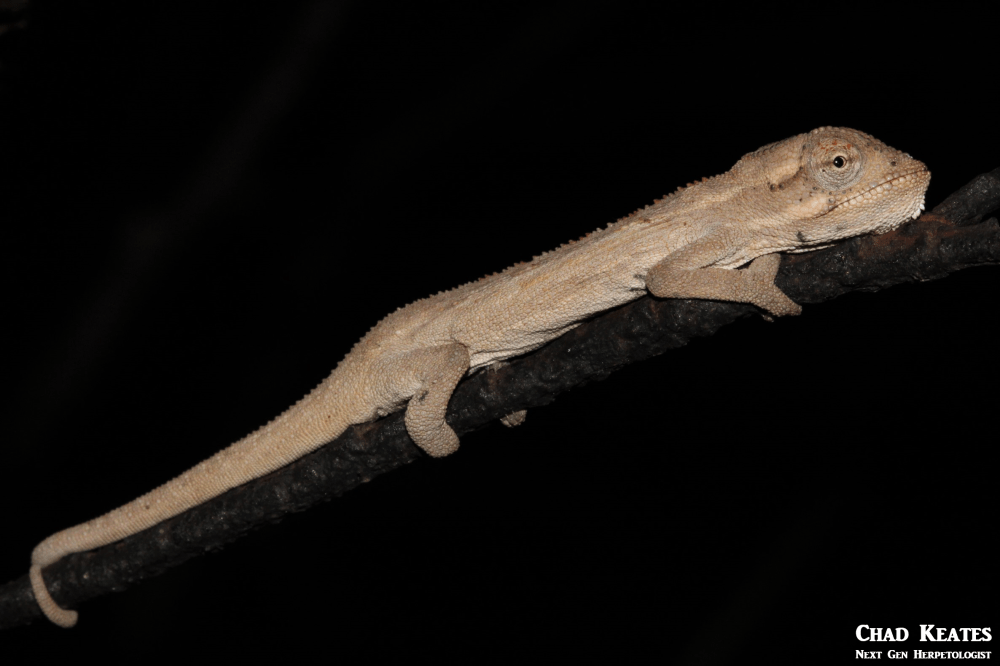 juvenile body shot 2