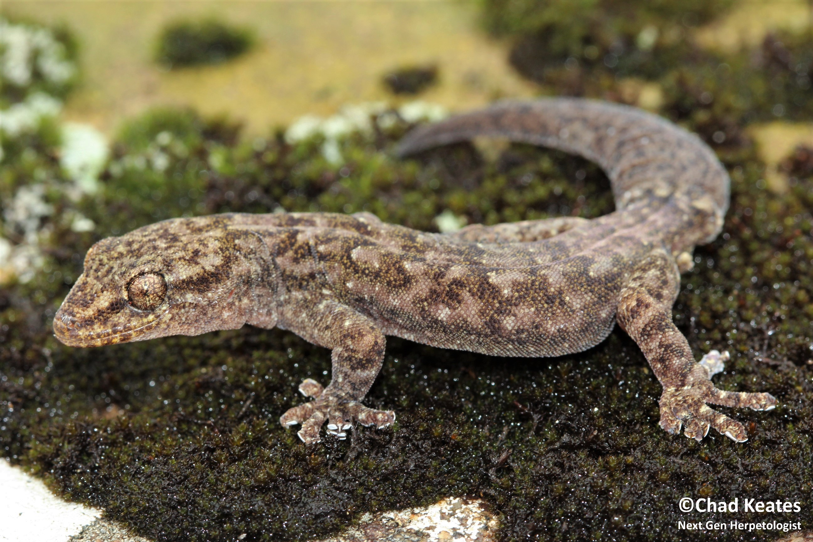 amathola flat gecko half body shot 2 30 August 2017