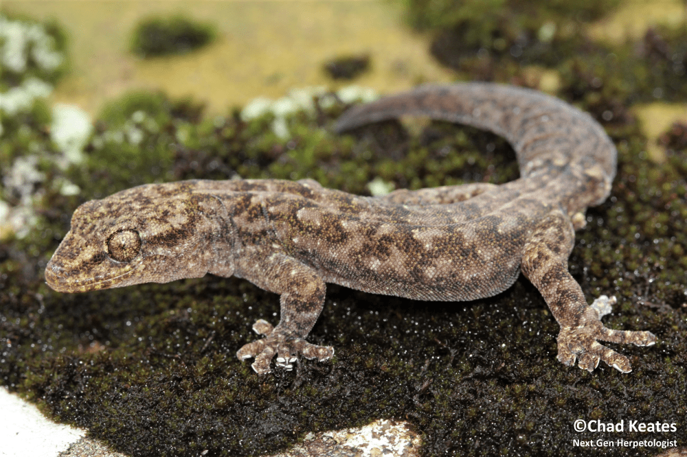 amathola flat gecko half body shot 2 30 August 2017