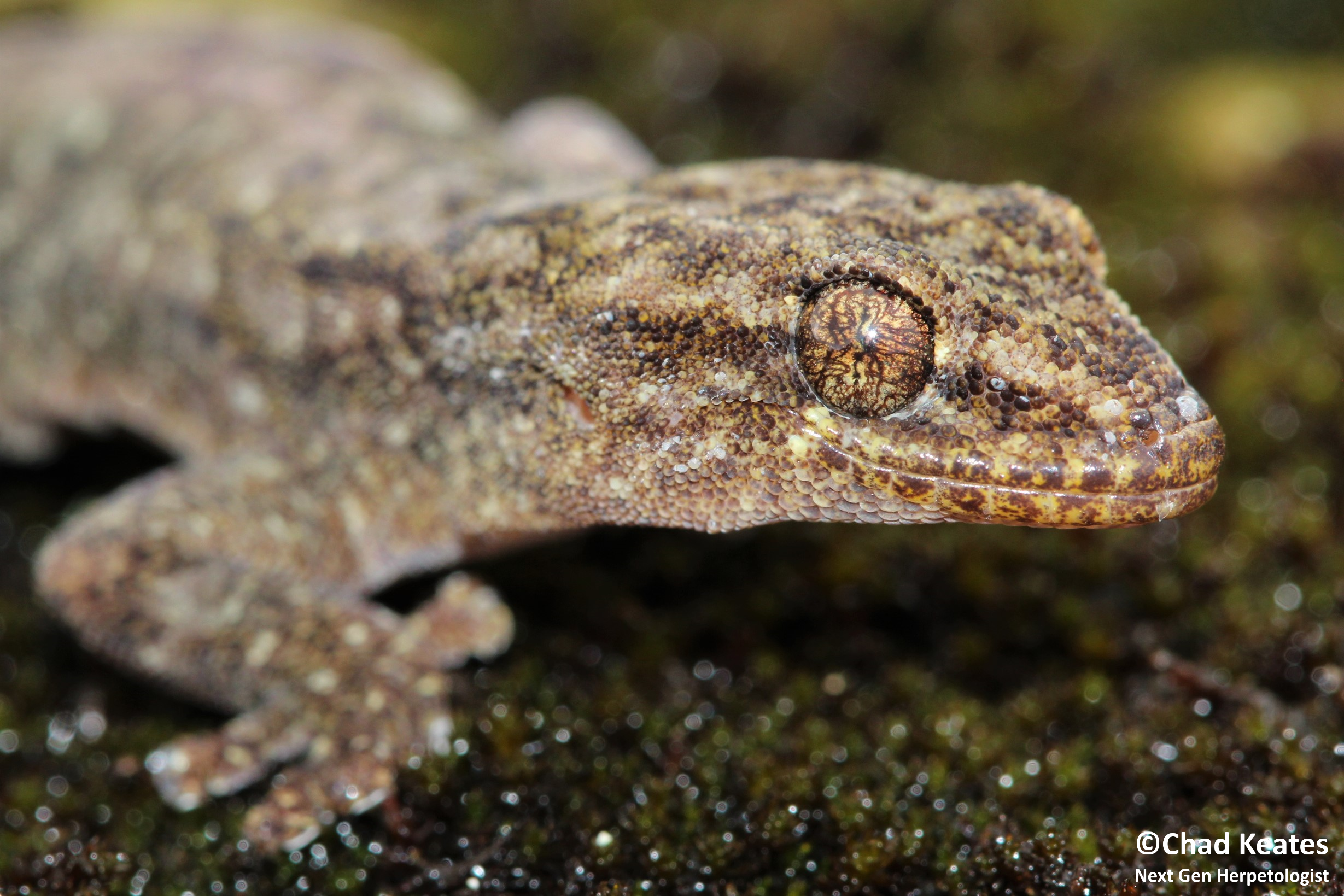 amathola flat gecko half body shot 3 30 August 2017
