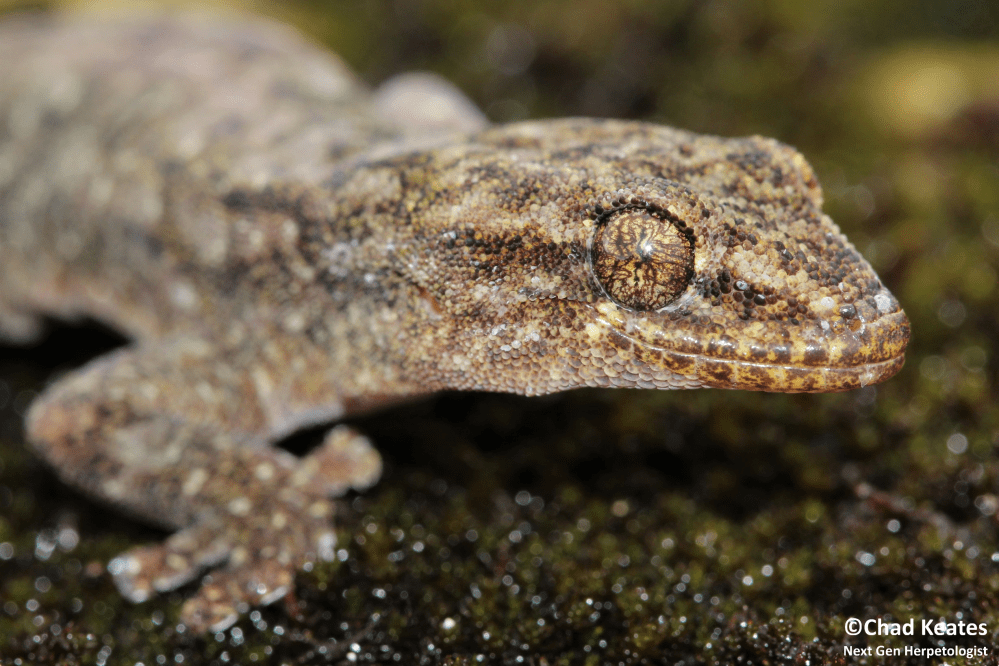 amathola flat gecko half body shot 3 30 August 2017