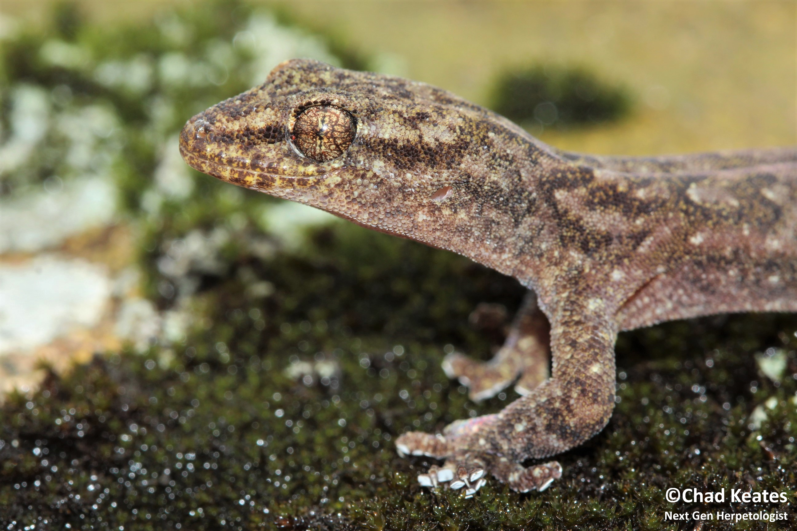 amathola flat gecko half body shot 30 August 2017