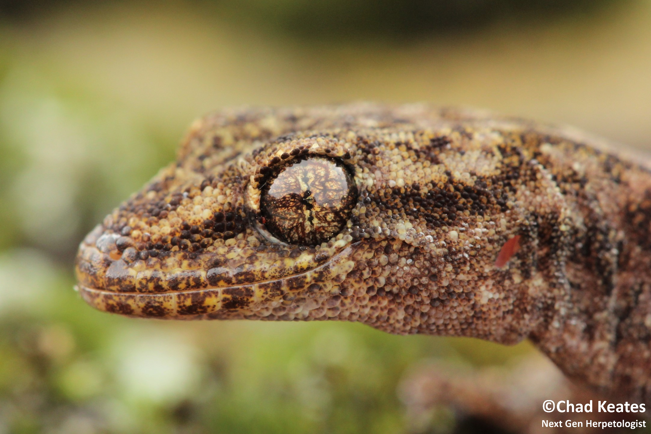 amathola flat gecko head shot 30 August 2017