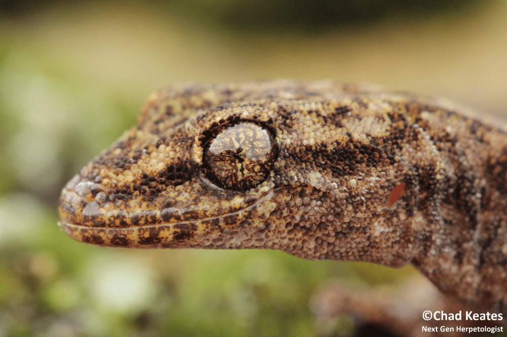 amathola flat gecko head shot 30 August 2017
