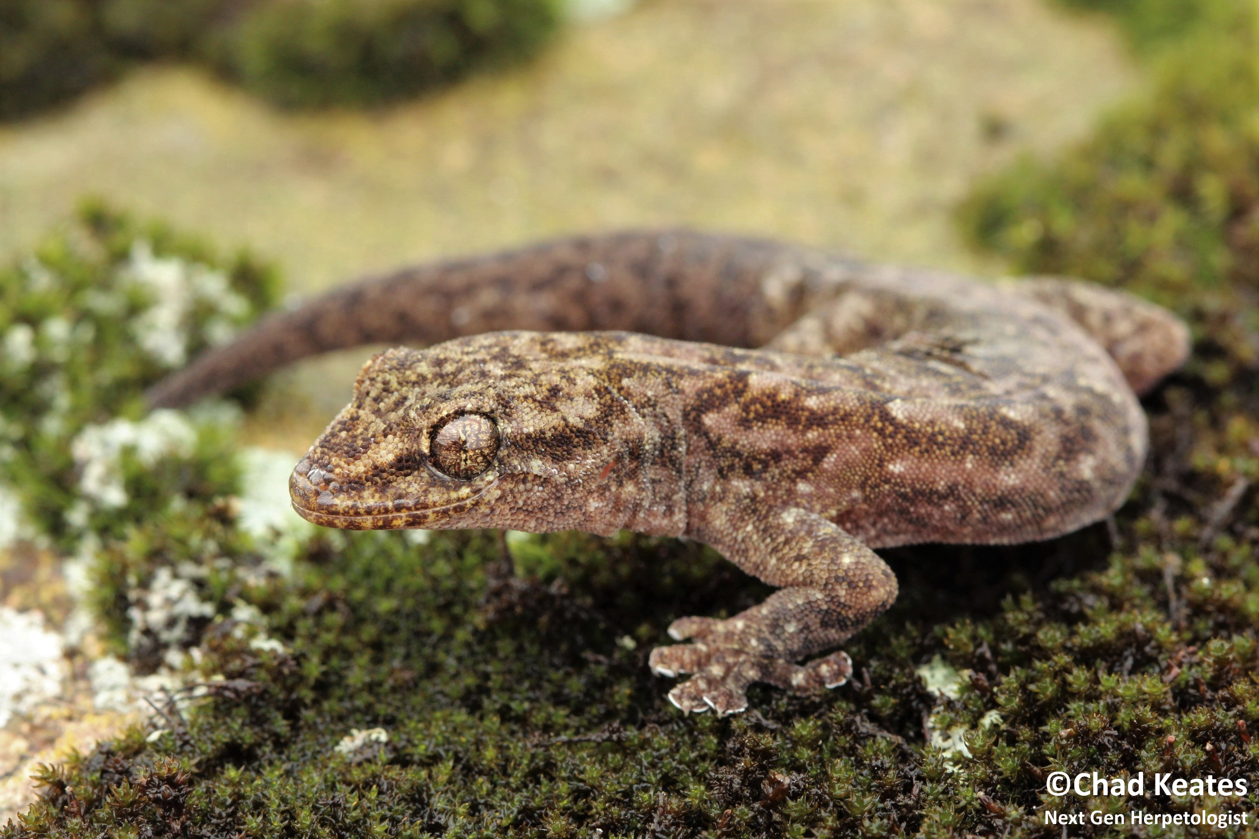amatola flat gecko body shot 30 August 2017