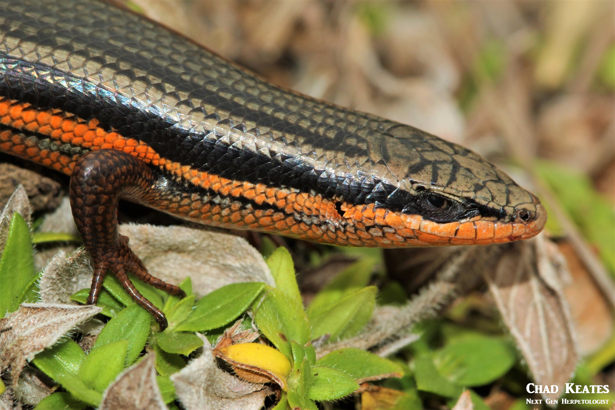 half body shot red sided skink