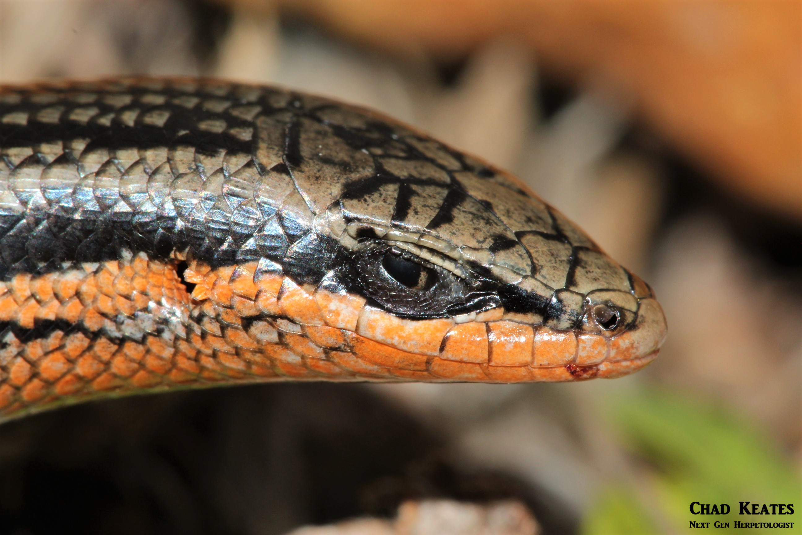 head shot red sided skink