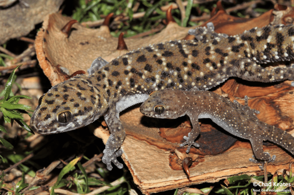 P. afinis adult and juvenile close-up
