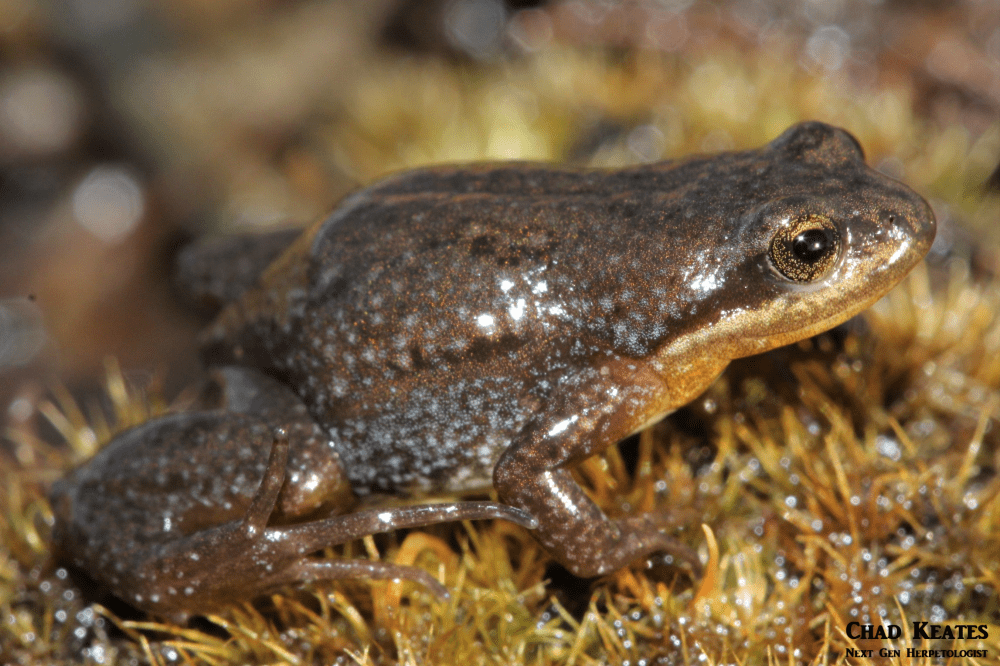 thorins caco 30 august 2017