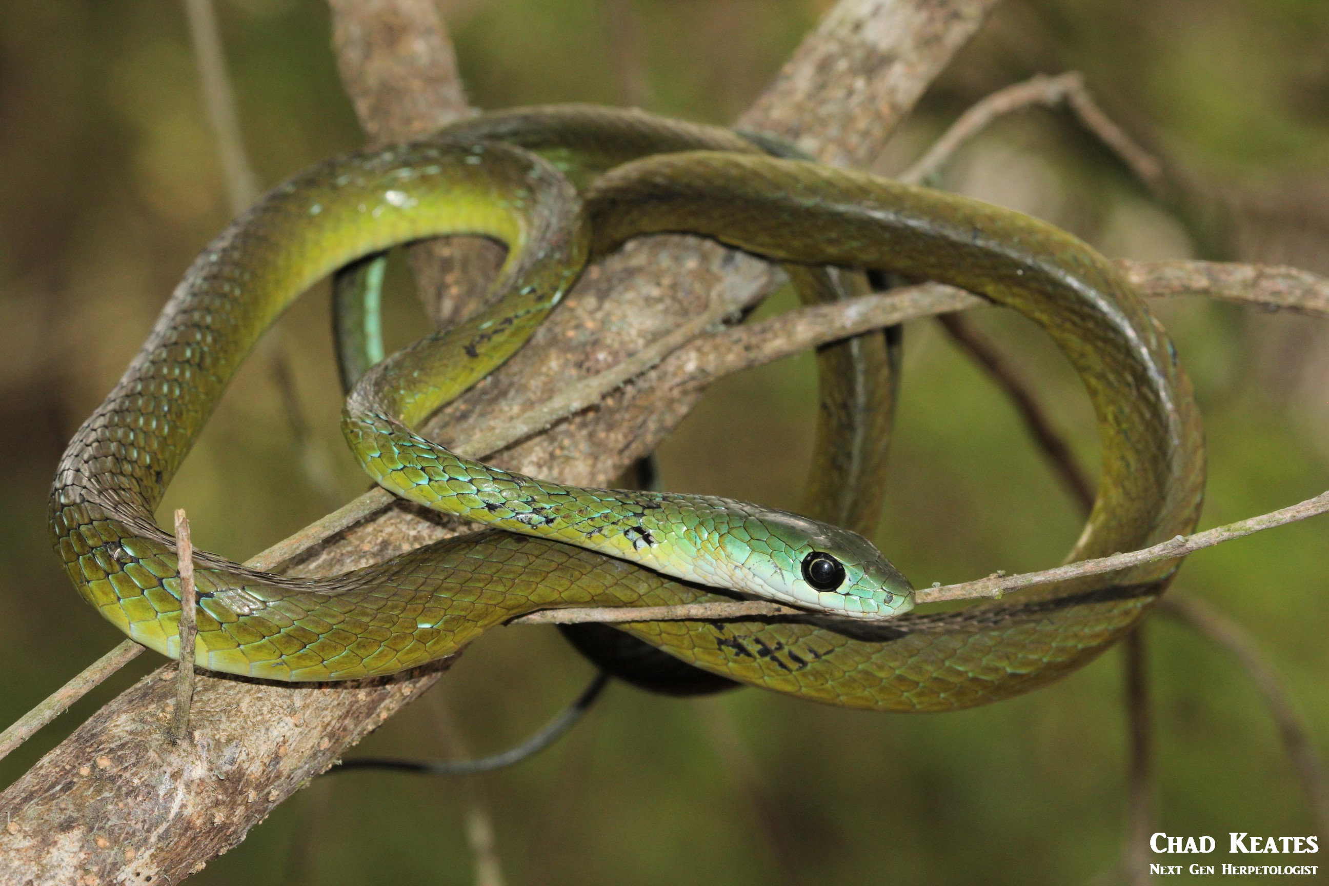 wng 12 September 2017 body shot 2