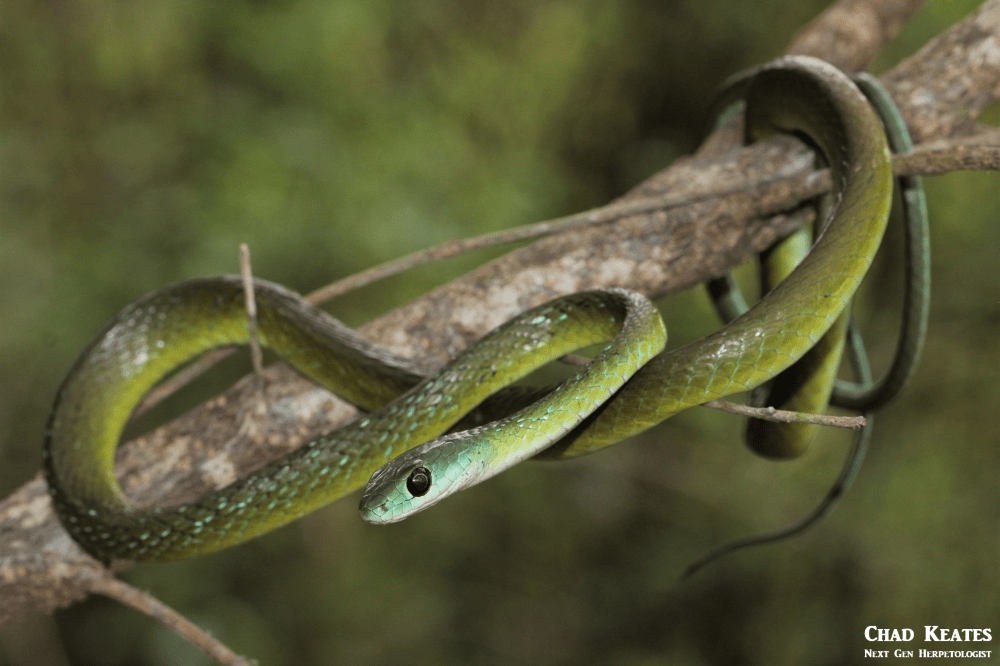 Western Natal Green Snake - Philothamnus natalensis occidentalis