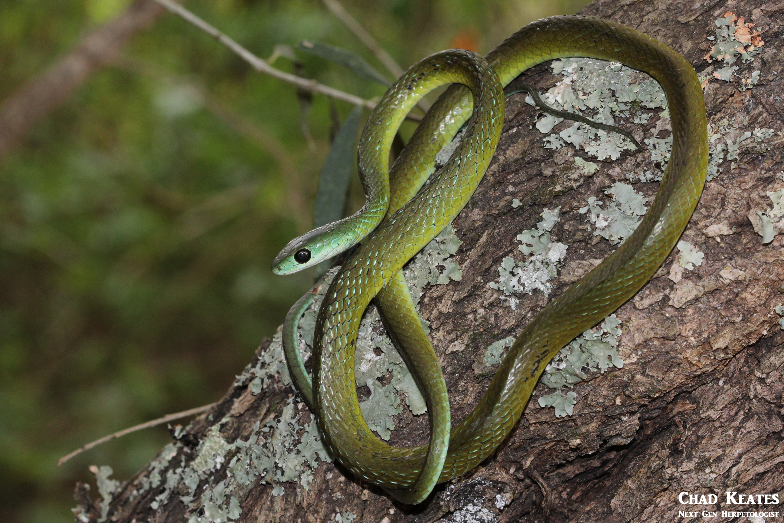 wng 12 September 2017 body shot