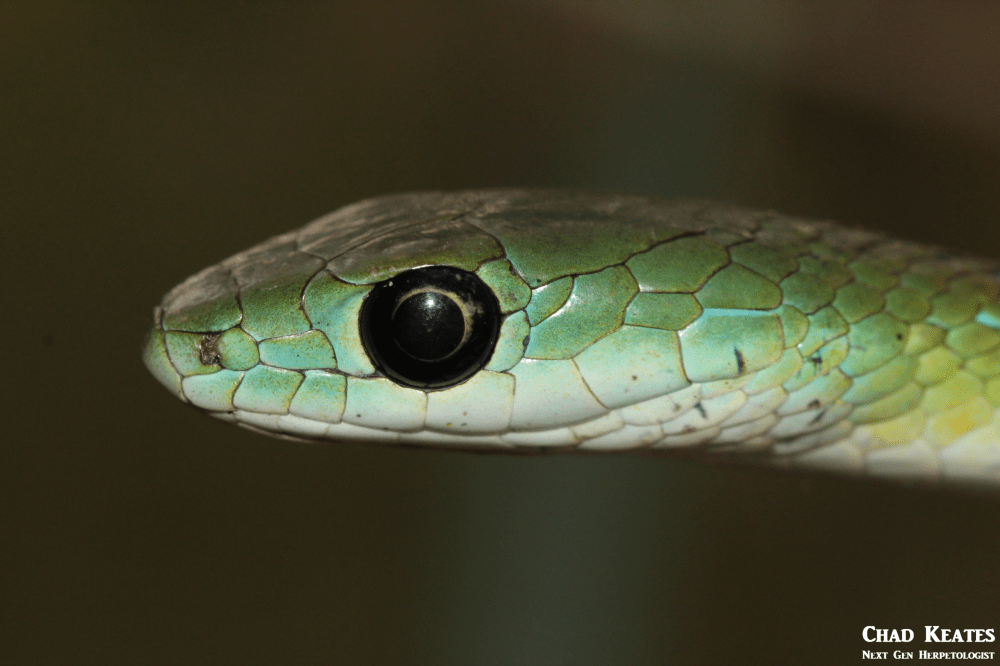 Western Natal Green Snake - Philothamnus natalensis occidentalis