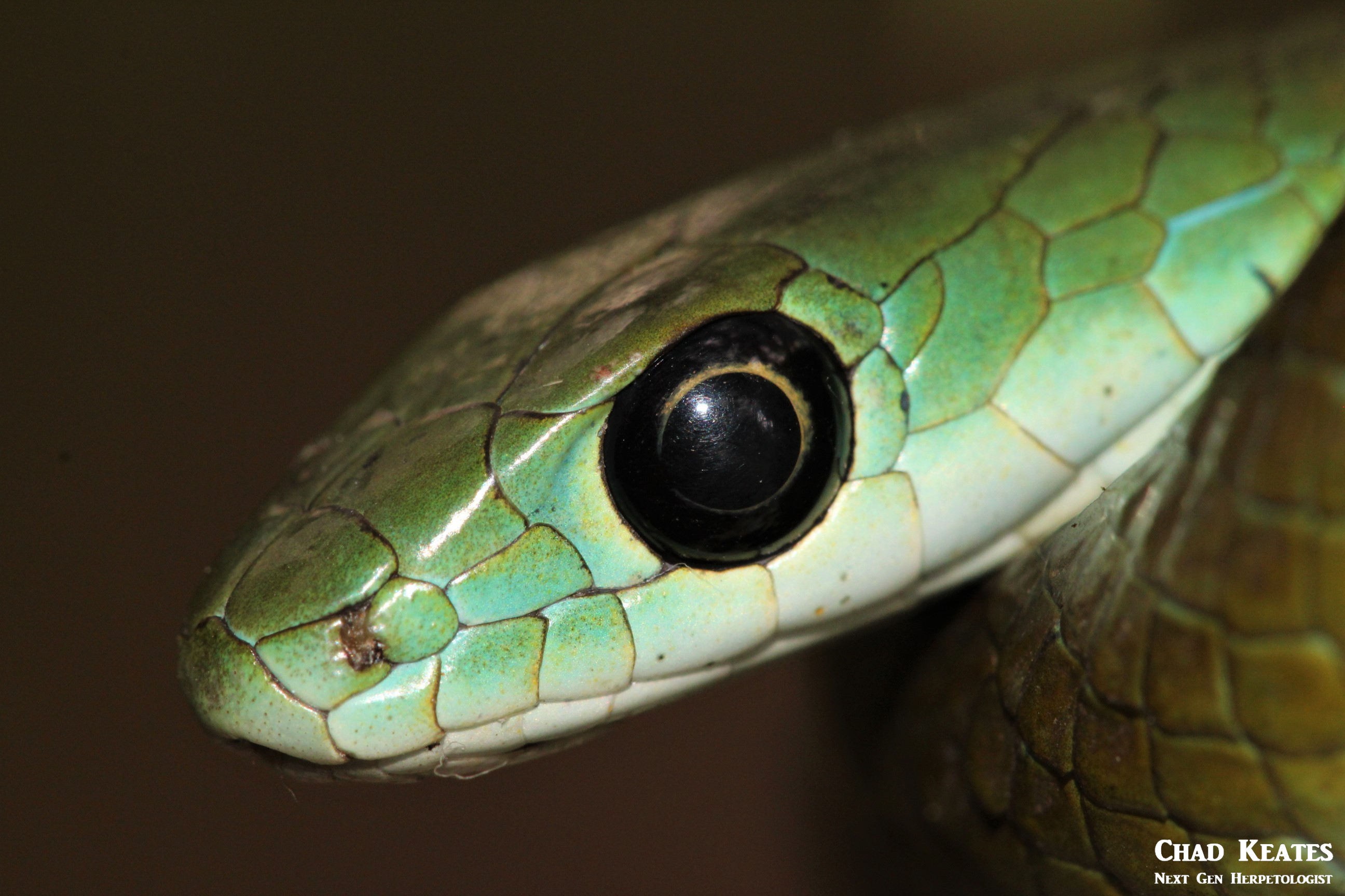 wng 12 September 2017 head shot