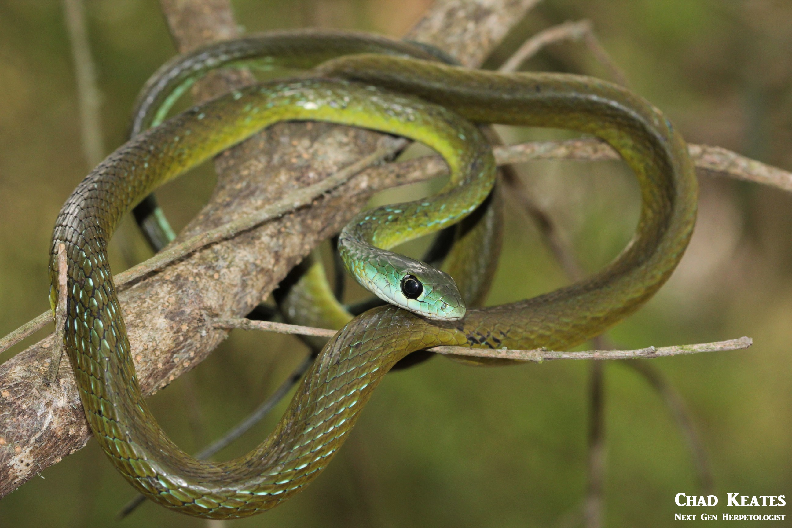 wng body shot 12 september 2017