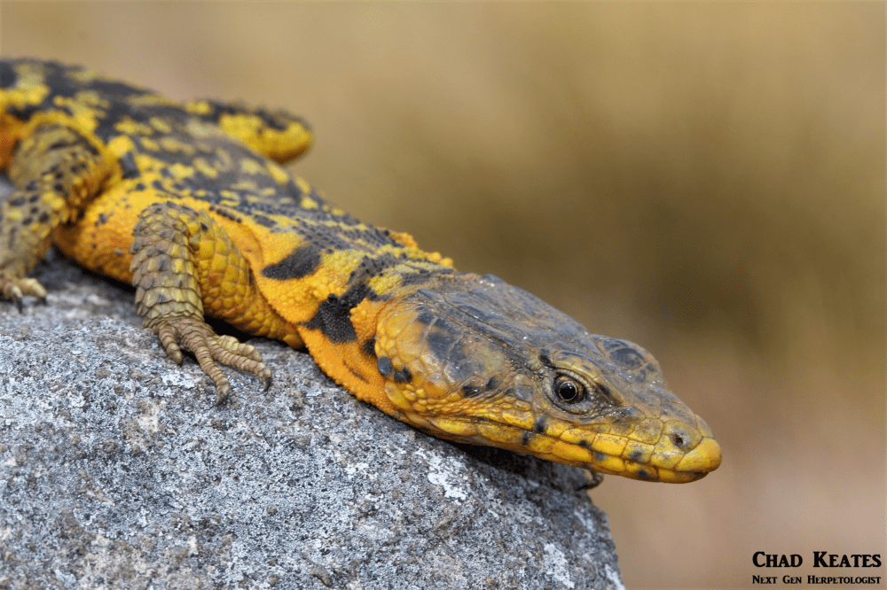 drakensburg crag lizard.png