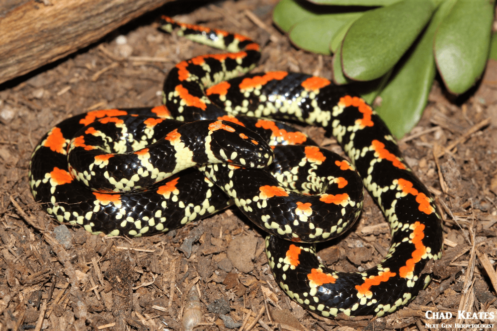 Spotted Harlequin - Homoroselaps lacteus