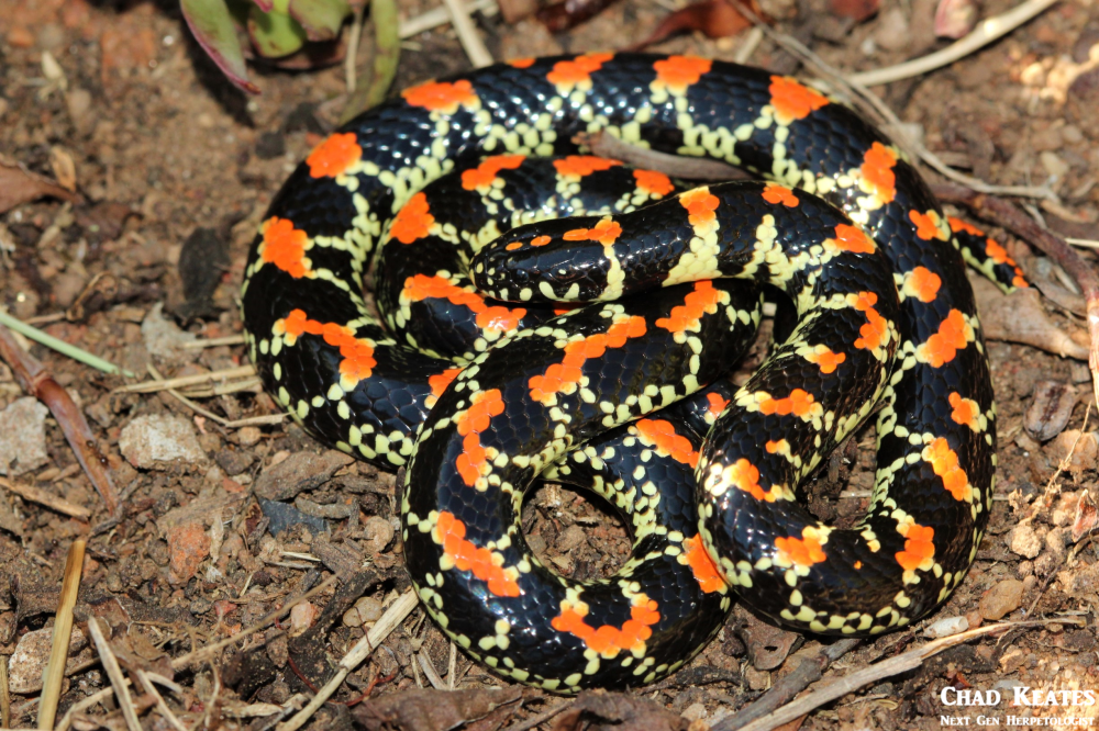 Spotted Harlequin - Homoroselaps lacteus