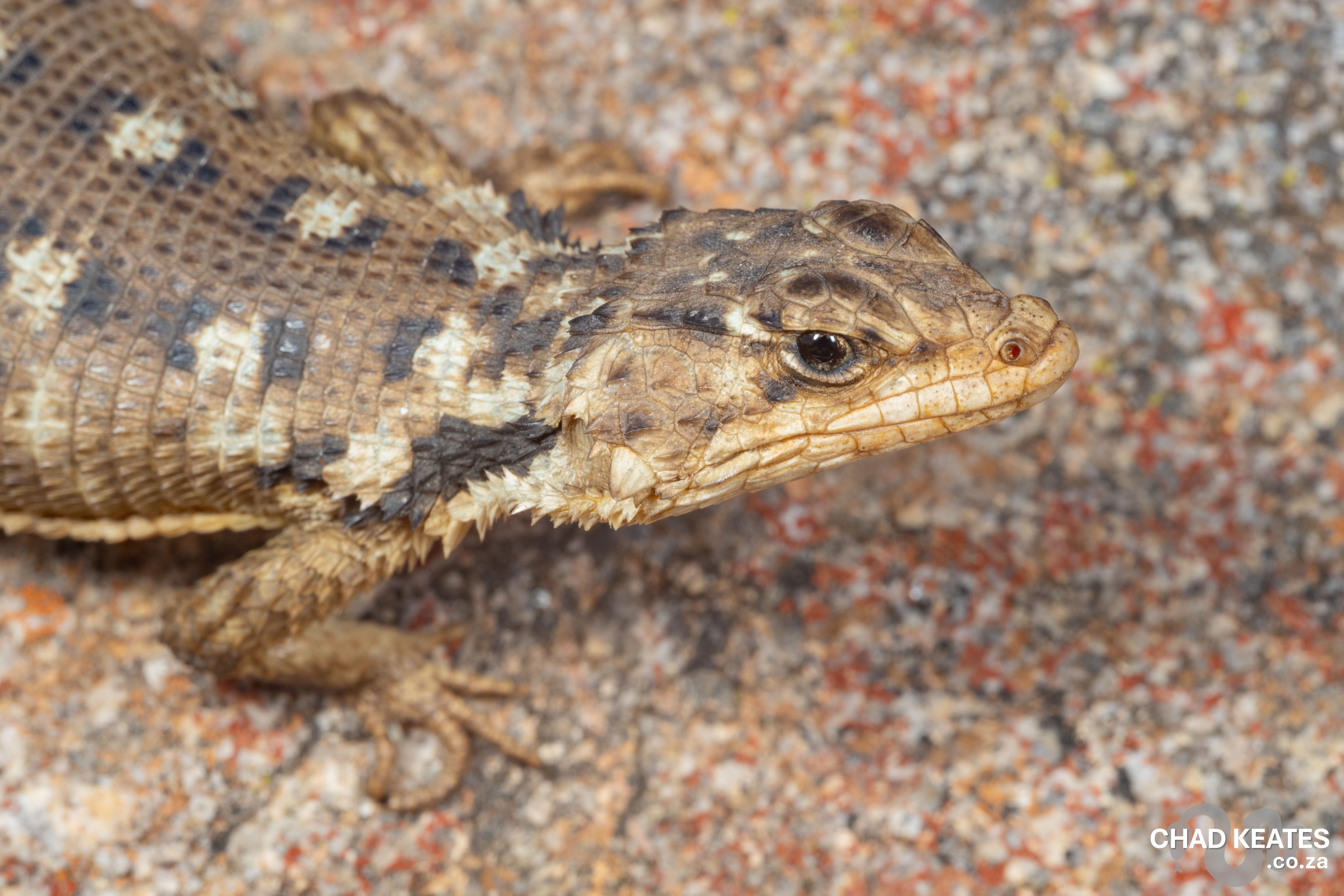 ジュディス ガイガー JUDITH  「Lizard」 Jones' Girdled Lizard (Cordylus jonesii) - Johan Marais