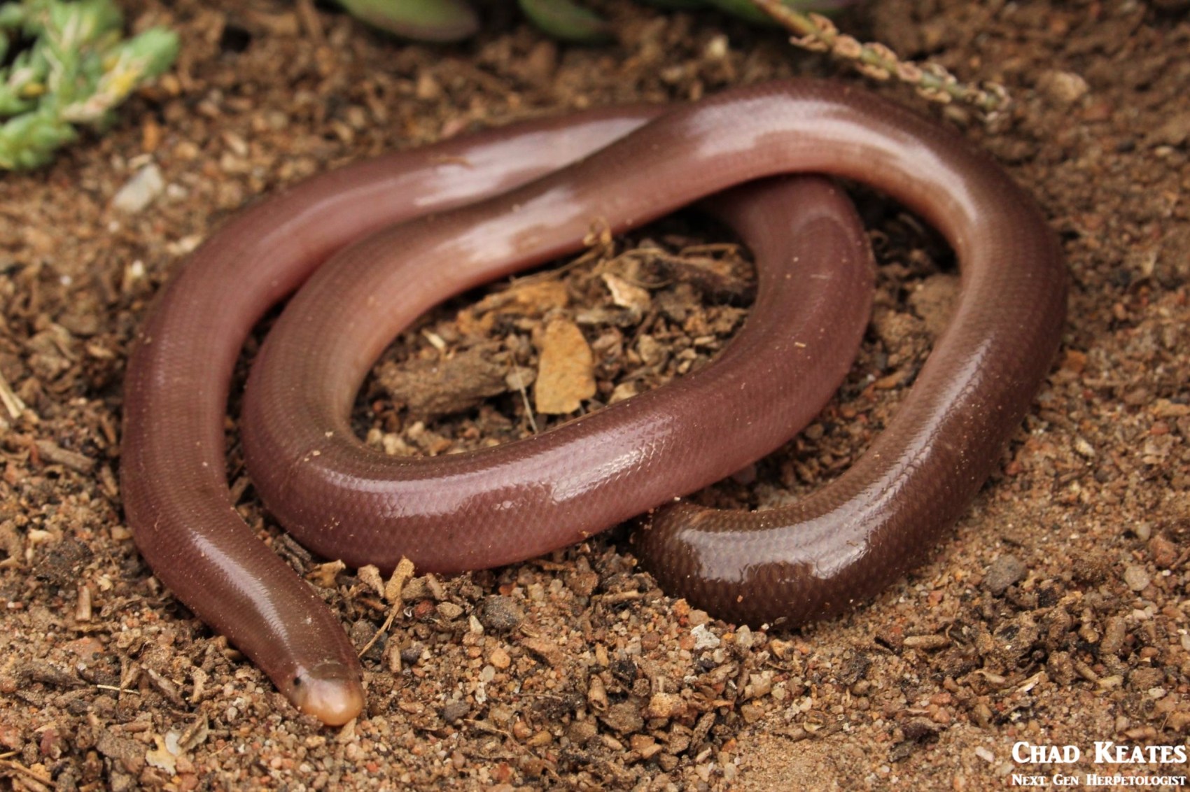 Bibron's Blind Snake (Afrotyphlops bibronii)