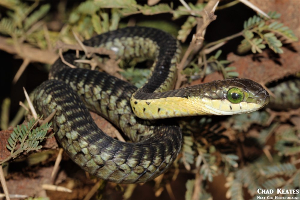 Boomslang - Dispholidus typus typus
