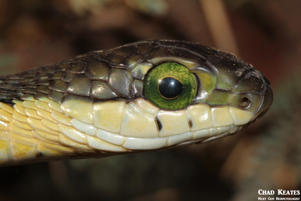 Boomslang - Dispholidus typus typus