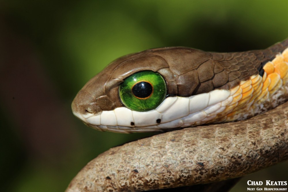 Boomslang - Dispholidus typus typus