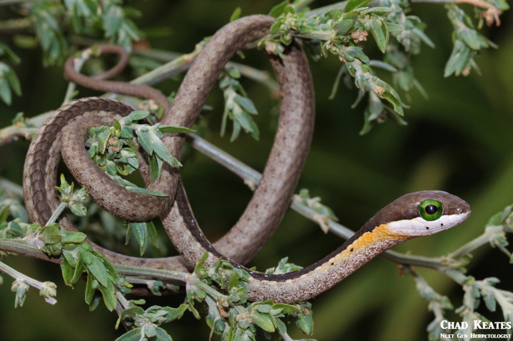 Boomslang - Dispholidus typus typus