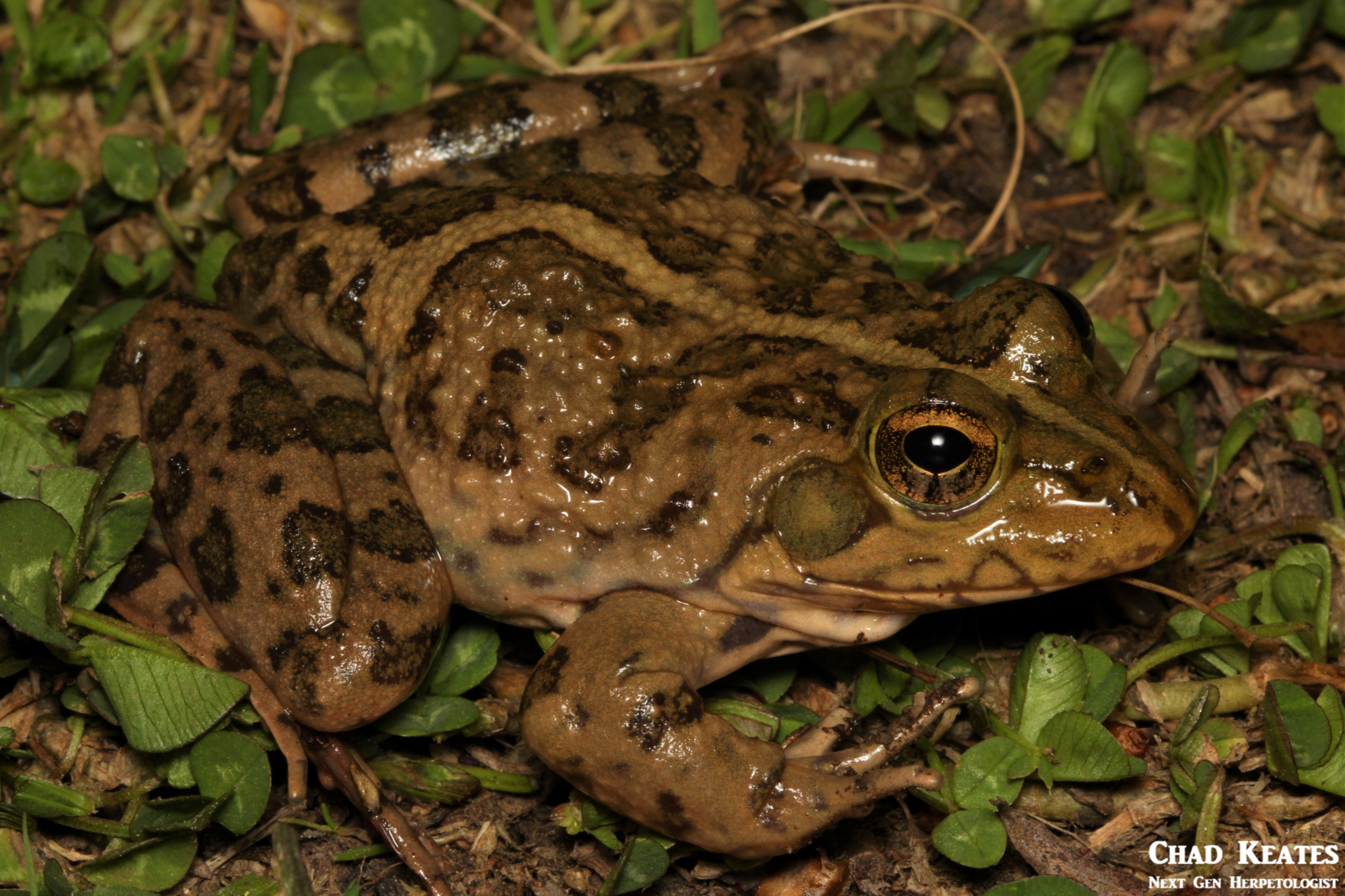 Amietia_poyntoni_Poynton's_River_Frog_Chad_Keates (4)