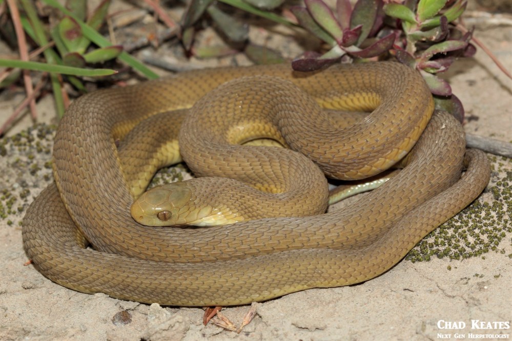 Dasypeltis_inornata_Southern_Brown_Egg_Eater_Chad Keates (2)